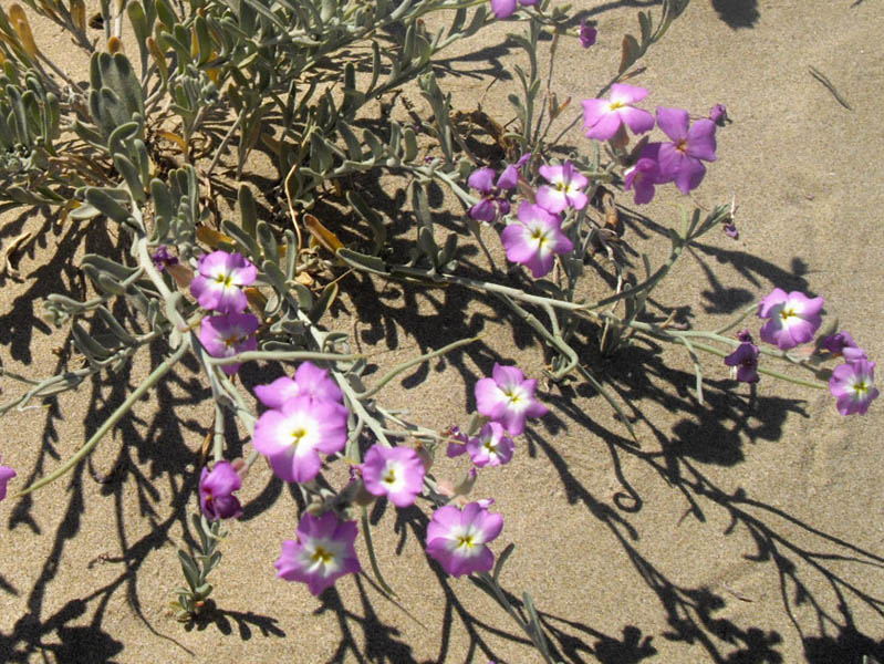 Malcomia littoralis photo